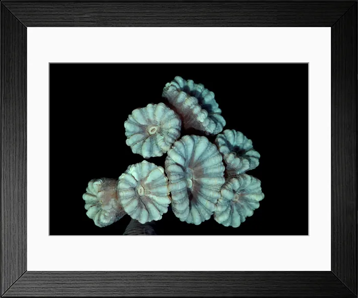 Framed Print : Fluorescent Coral in in White Light Framed Print : Fluorescent Coral in in White Light