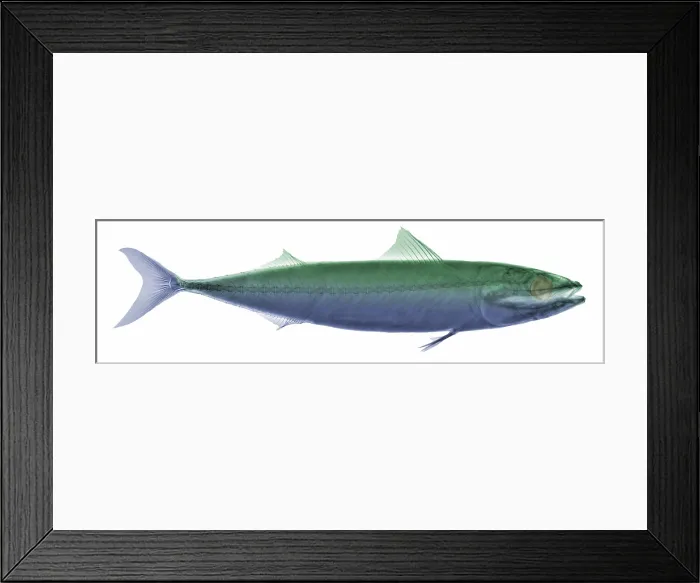Framed Print : X-ray of an Atlantic Mackerel
