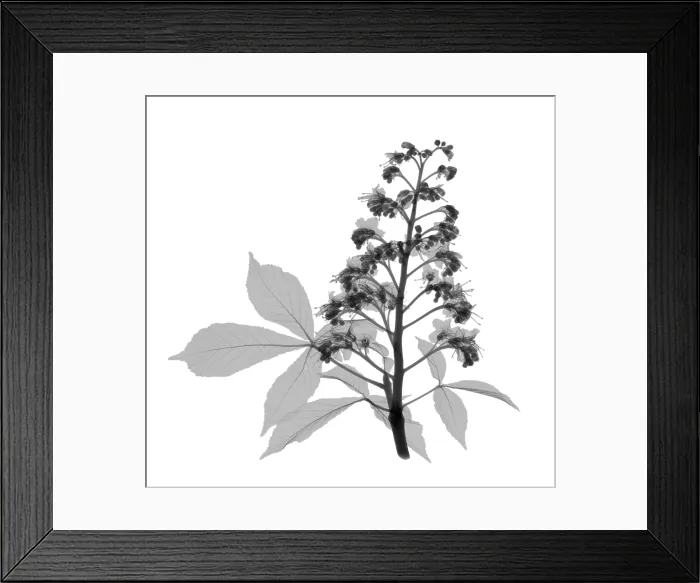 Framed Print : An X-ray of a Chestnut tree flower and leaf Framed Print : An X-ray of a Chestnut tree flower and leaf