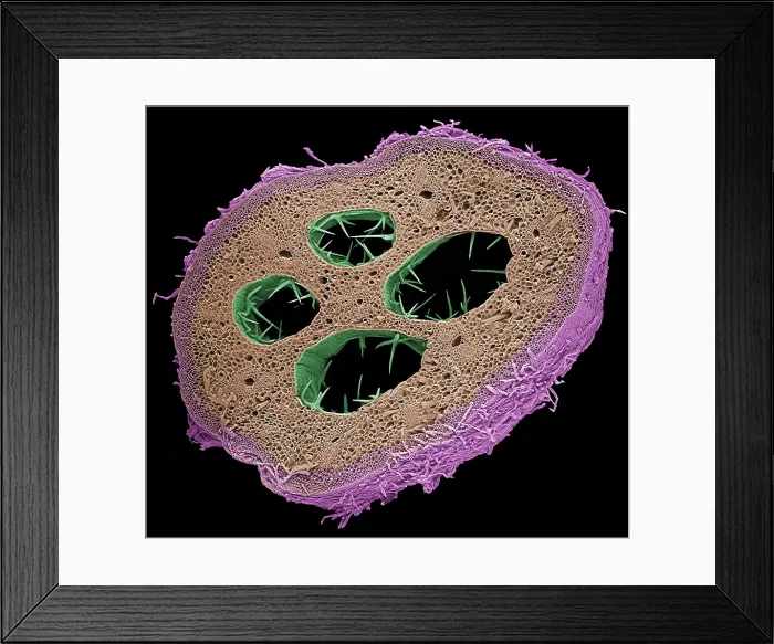 Framed Print : Stem of a Water Lily, under a microscope (SEM)