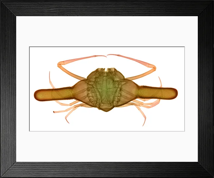 Framed Print : X-ray of Deep Water Crab Framed Print : X-ray of Deep Water Crab