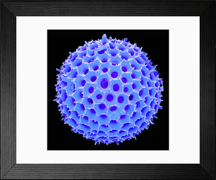 Framed Print : Radiolarian, scanning electron micrograph Framed Print : Radiolarian, scanning electron micrograph