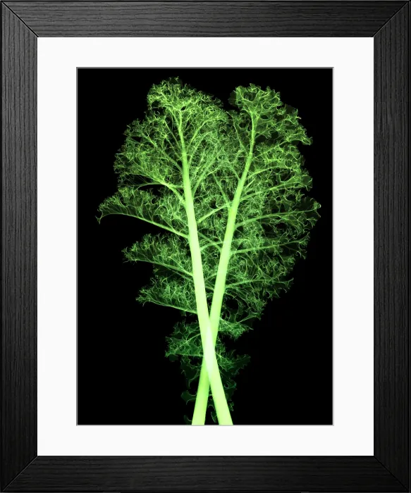 Framed Print : Kale, Brassica oleracea, X-ray