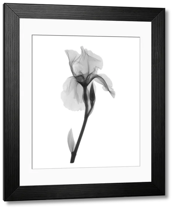 Framed Print : An X-ray of an iris flower