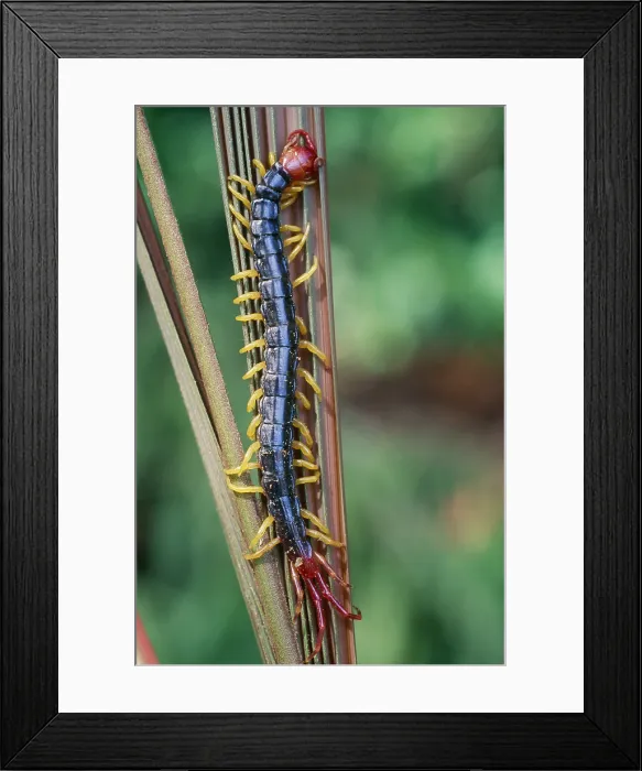 Framed Print : Centipede (Chilopoda) in the Tambopata River region of Peru