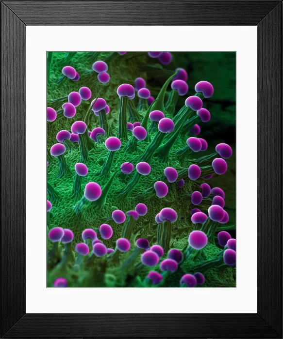 Framed Print : SEM Cannabis Trichomes Framed Print : SEM Cannabis Trichomes