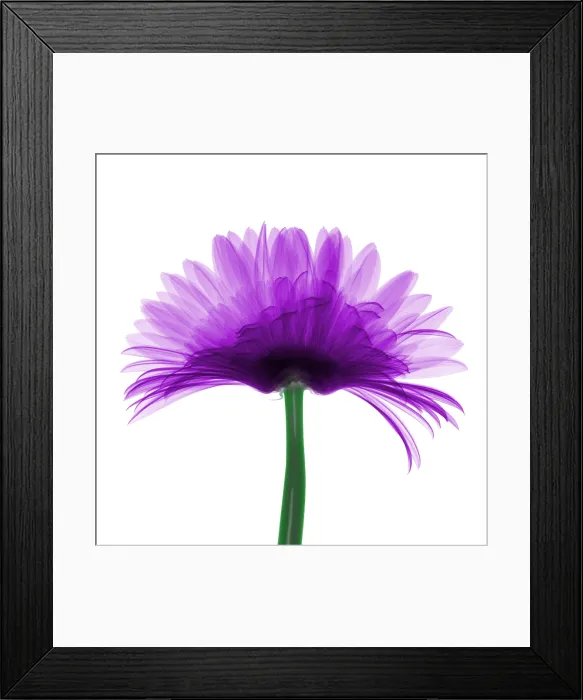 Framed Print : X-ray Gerber Daisy Framed Print : X-ray Gerber Daisy