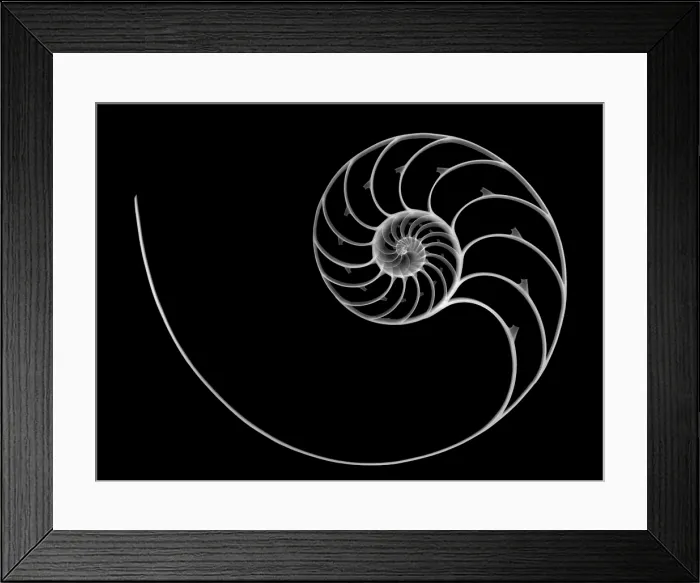 Framed Print : Chambered Nautilus Framed Print : Chambered Nautilus