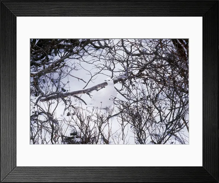 Framed Print : Willow Ptarmigan
