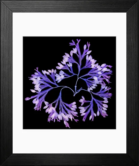 Framed Print : Rockweed Seaweed, X-ray