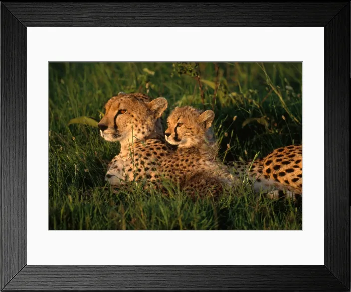 Framed Print : Cheetah. Two cheetahs resting (Acinonyx jubatus) in Masai Mara National Reserve, Kenya