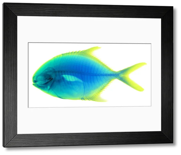 Framed Print : Yellow Jack, Caranx bartholomaei, X-ray Framed Print : Yellow Jack, Caranx bartholomaei, X-ray