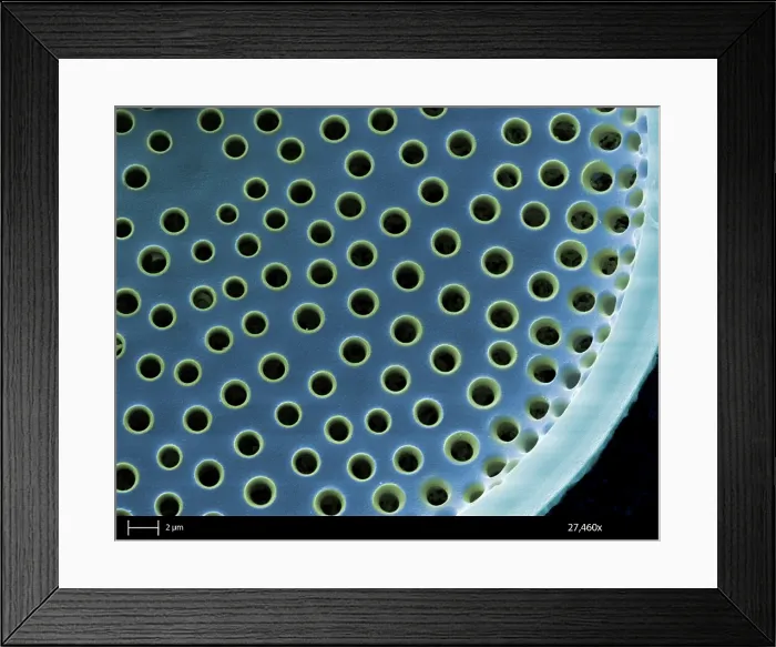 Framed Print : Saltwater Diatom Framed Print : Saltwater Diatom
