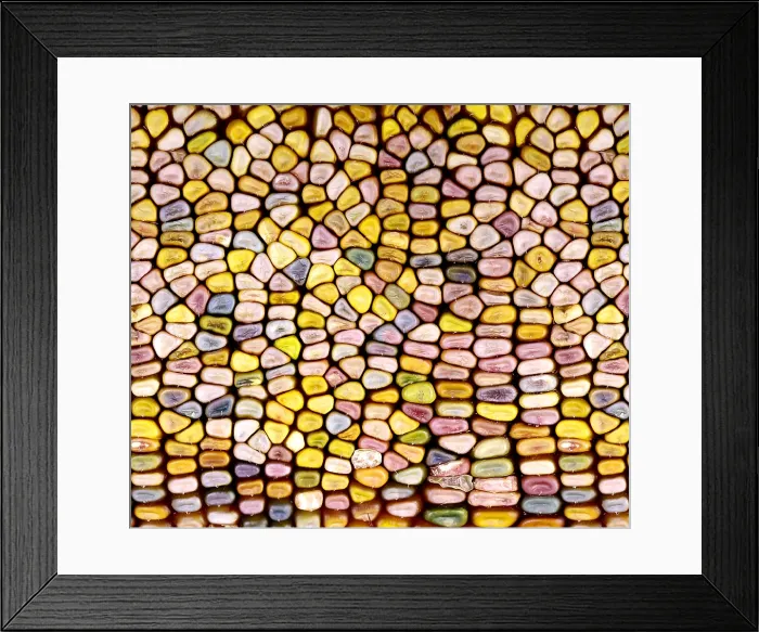 Framed Print : Slit-Scan Image of Flint Corn
