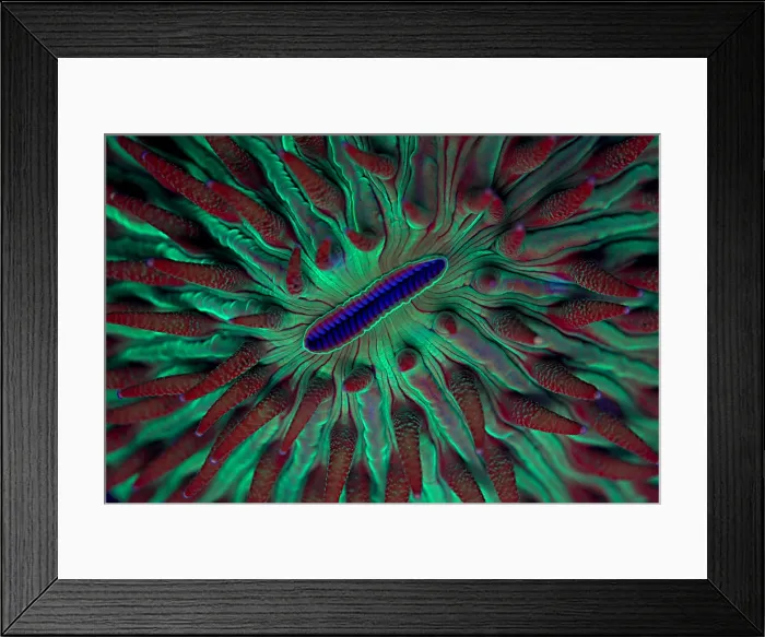 Framed Print : Fluorescent Coral Framed Print : Fluorescent Coral