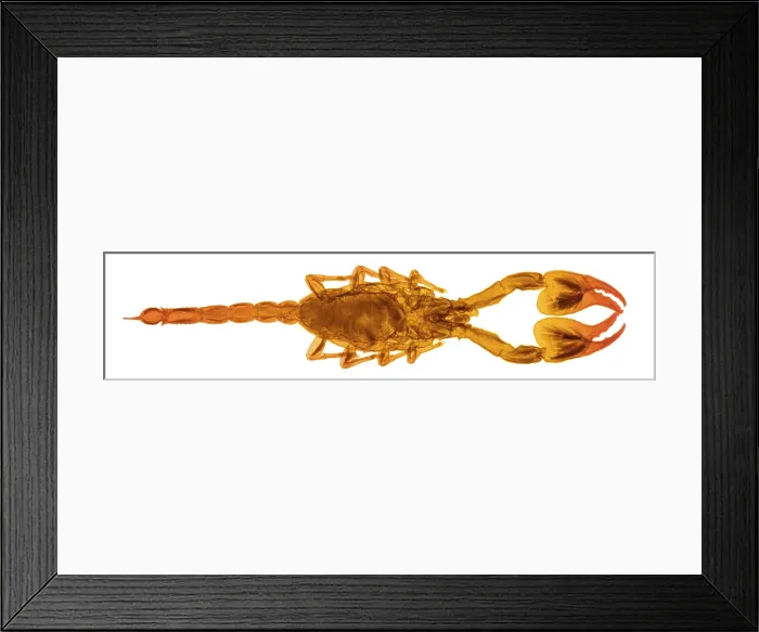 Framed Print : An X-Ray of a Scorpion Framed Print : An X-Ray of a Scorpion