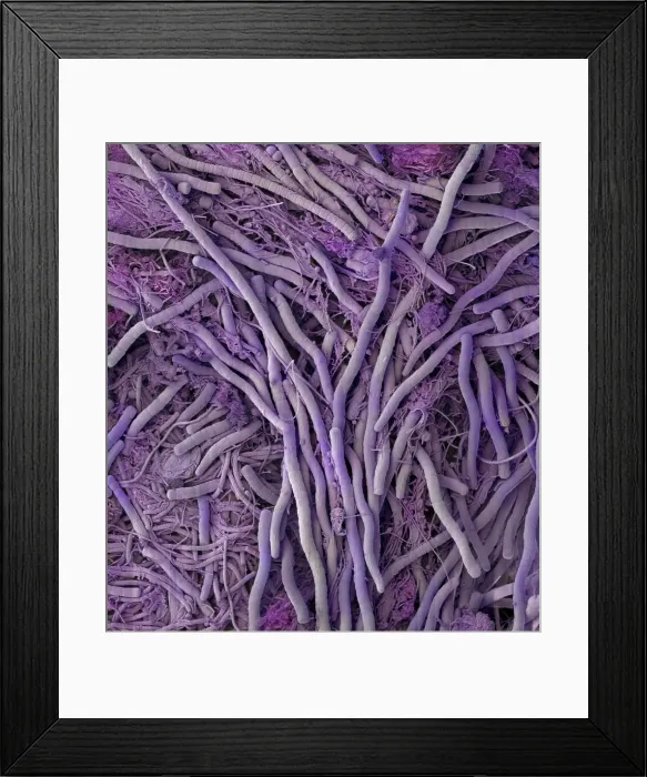 Framed Print : Extremophile Community Framed Print : Extremophile Community