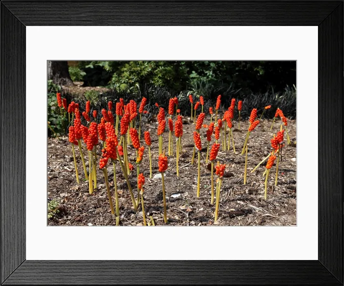 Framed Print : Jack in the pulpit Framed Print : Jack in the pulpit