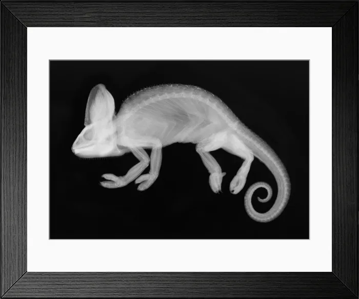 Framed Print : Veiled Chameleon X-Ray Framed Print : Veiled Chameleon X-Ray