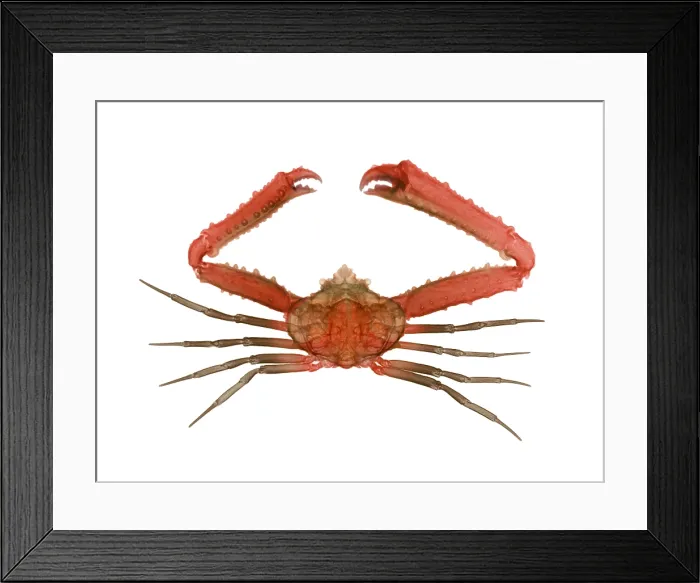 Framed Print : X-ray of Deep Water Crab Framed Print : X-ray of Deep Water Crab