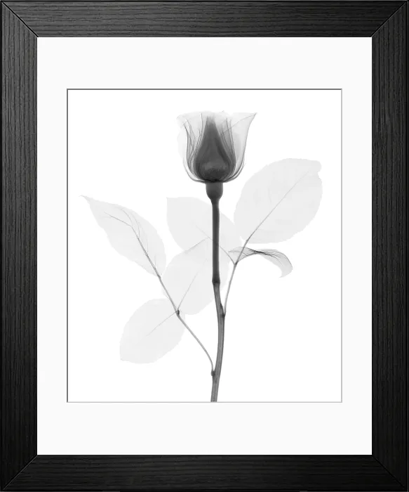 Framed Print : Rose. X-Ray of a rose Framed Print : Rose. X-Ray of a rose