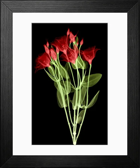 Framed Print : Lisianthus Flowers, X-ray Framed Print : Lisianthus Flowers, X-ray