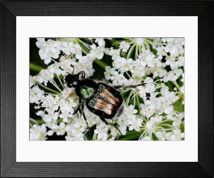 Framed Print : Japanese beetle Framed Print : Japanese beetle