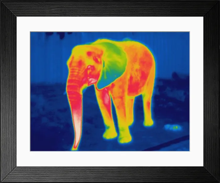Framed Print : Thermogram of an elephant Framed Print : Thermogram of an elephant