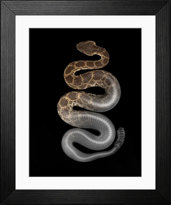 Framed Print : Southern Pacific Rattlesnake, X-Ray Framed Print : Southern Pacific Rattlesnake, X-Ray