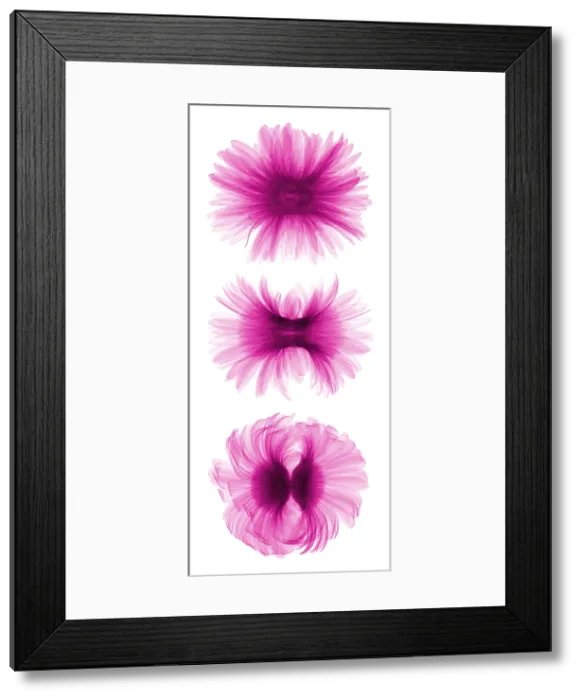 Framed Print : X-ray Gerber Daisies Framed Print : X-ray Gerber Daisies