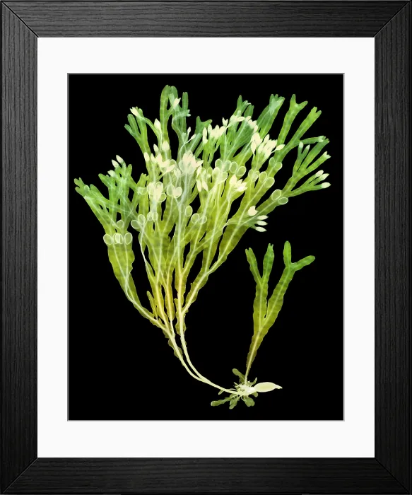 Framed Print : Rockweed Seaweed, X-ray Framed Print : Rockweed Seaweed, X-ray