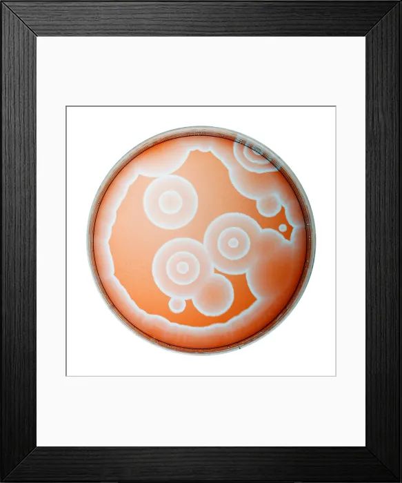 Framed Print : Chemical Waves in BZ Reagent (3 of 9) Framed Print : Chemical Waves in BZ Reagent (3 of 9)
