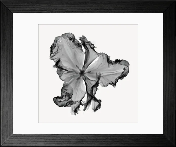 Framed Print : X-Ray of a Tulip Flower Framed Print : X-Ray of a Tulip Flower