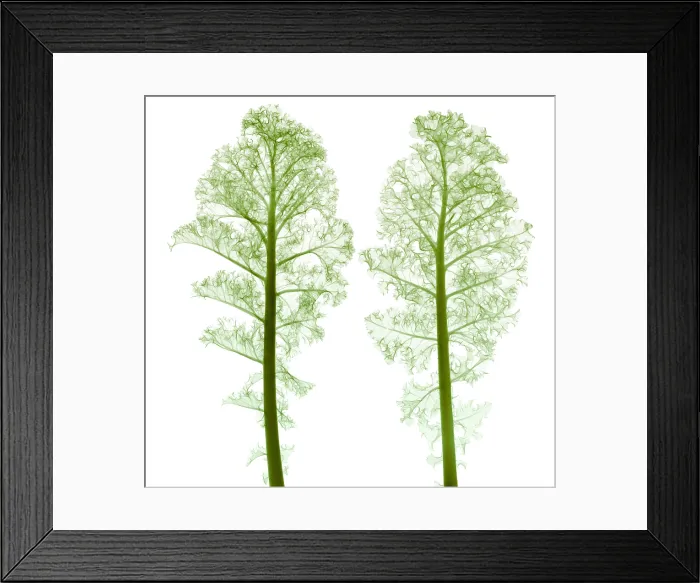 Framed Print : Kale, Brassica oleracea, X-ray Framed Print : Kale, Brassica oleracea, X-ray