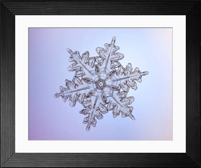 Framed Print : Snowflake. A Snowflake with a stellar (or dendritic) crystal form Framed Print : Snowflake. A Snowflake with a stellar (or dendritic) crystal form