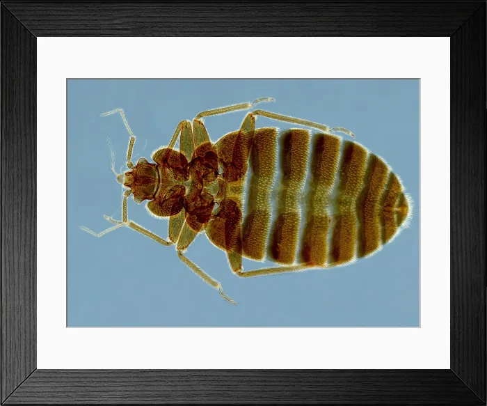 Framed Print : Bedbug, Cimex Lectularius, under a microscope (SEM) Framed Print : Bedbug, Cimex Lectularius, under a microscope (SEM)