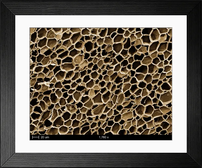 Framed Print : Cork Wood, under a microscope (SEM)