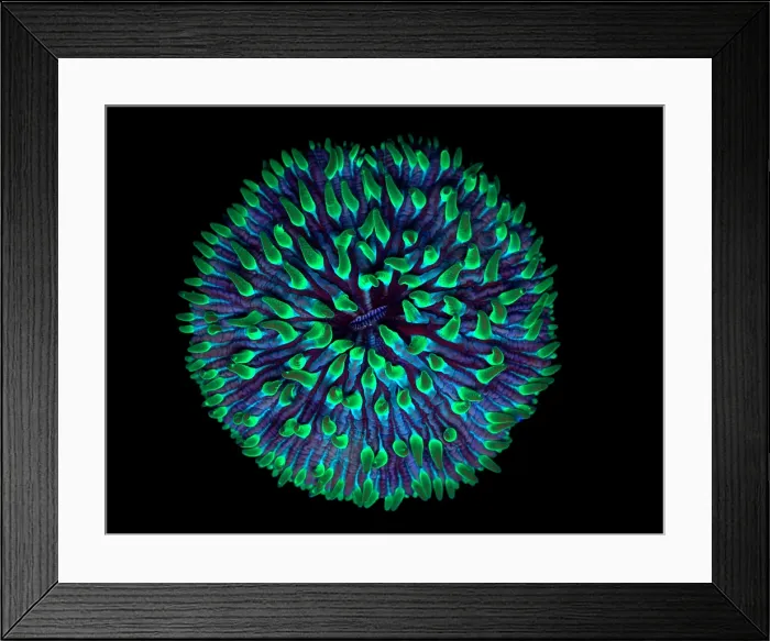Framed Print : Fluorescent Coral Framed Print : Fluorescent Coral