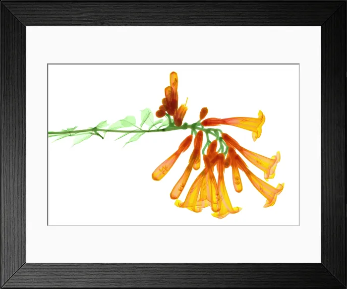 Framed Print : Trumpet Vine, X-ray