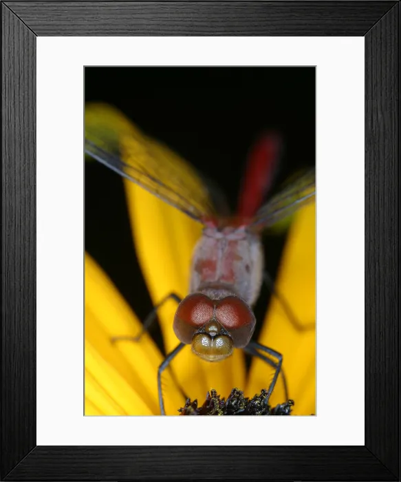 Framed Print : Red dragonfly