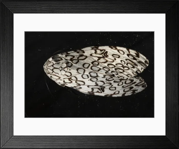 Framed Print : The giant leopard moth