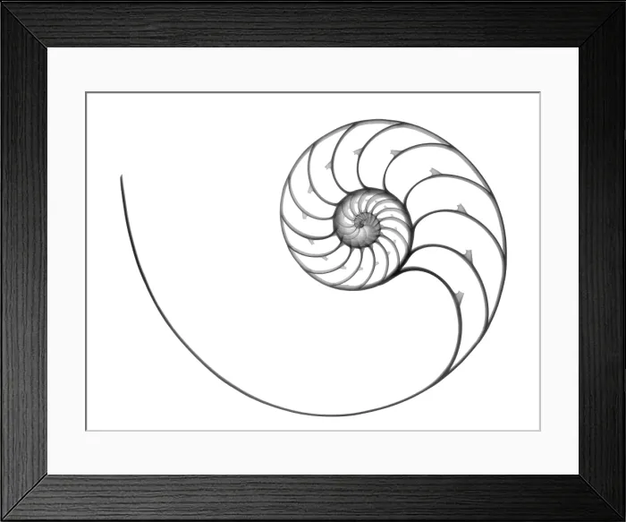 Framed Print : Chambered Nautilus Framed Print : Chambered Nautilus