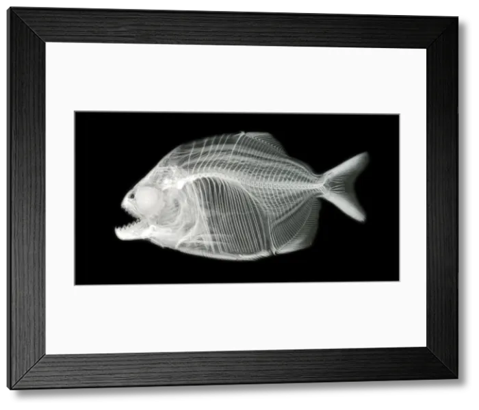 Framed Print : Red-Bellied Piranha Framed Print : Red-Bellied Piranha