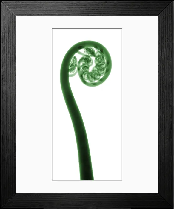 Framed Print : X-Ray of a Fern Framed Print : X-Ray of a Fern