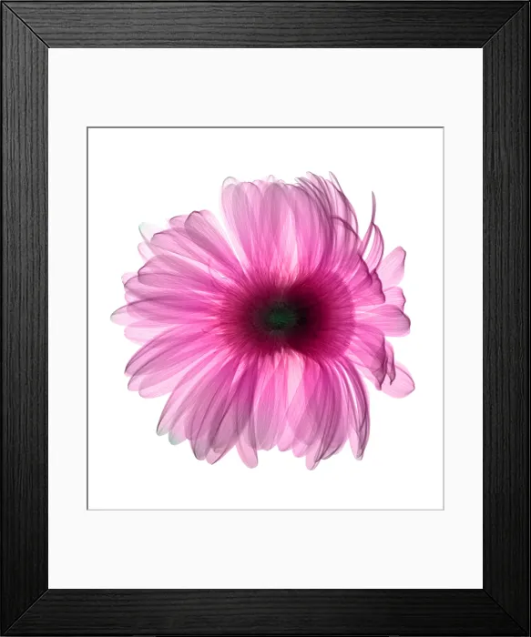 Framed Print : X-ray Gerber Daisy Framed Print : X-ray Gerber Daisy
