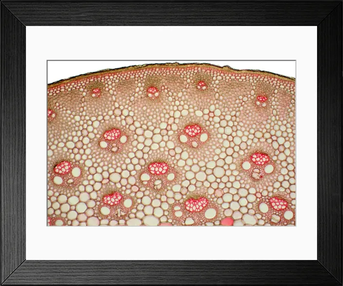 Framed Print : Bamboo Stem under a microscope Framed Print : Bamboo Stem under a microscope