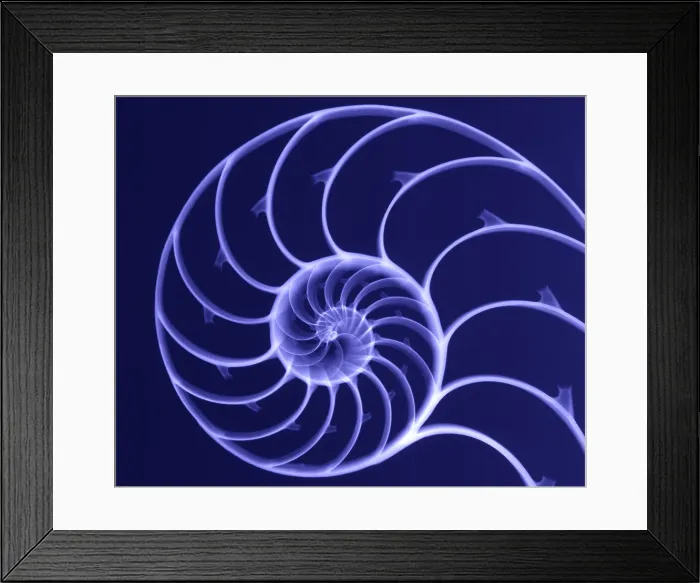 Framed Print : Chambered Nautilus Framed Print : Chambered Nautilus