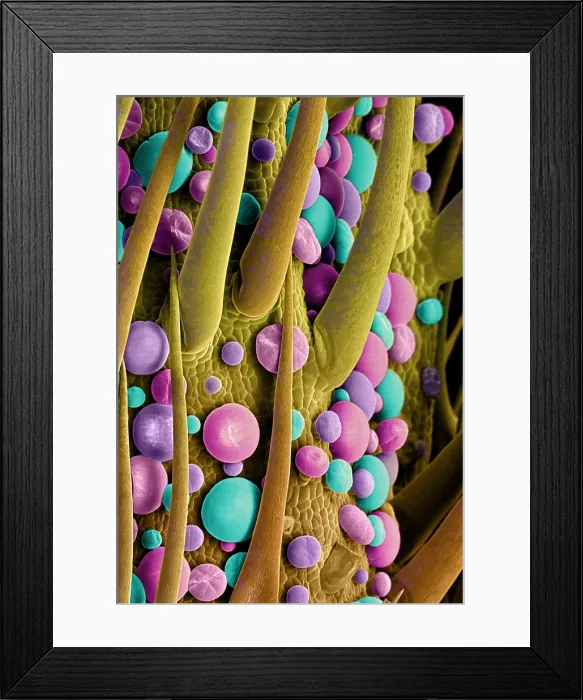 Framed Print : Marijuana Female Flower, scanning electron micrograph Framed Print : Marijuana Female Flower, scanning electron micrograph