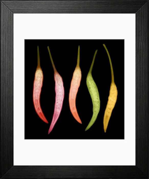 Framed Print : Chili Peppers, X-ray Framed Print : Chili Peppers, X-ray