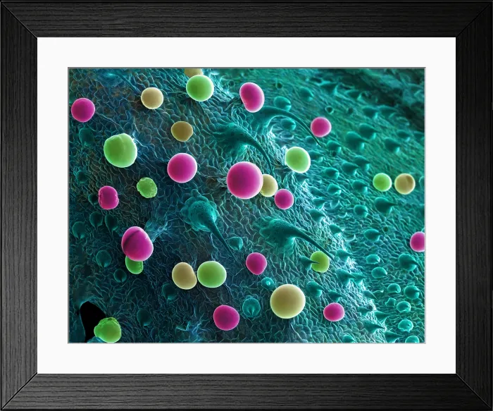 Framed Print : SEM Cannabis Trichomes Framed Print : SEM Cannabis Trichomes